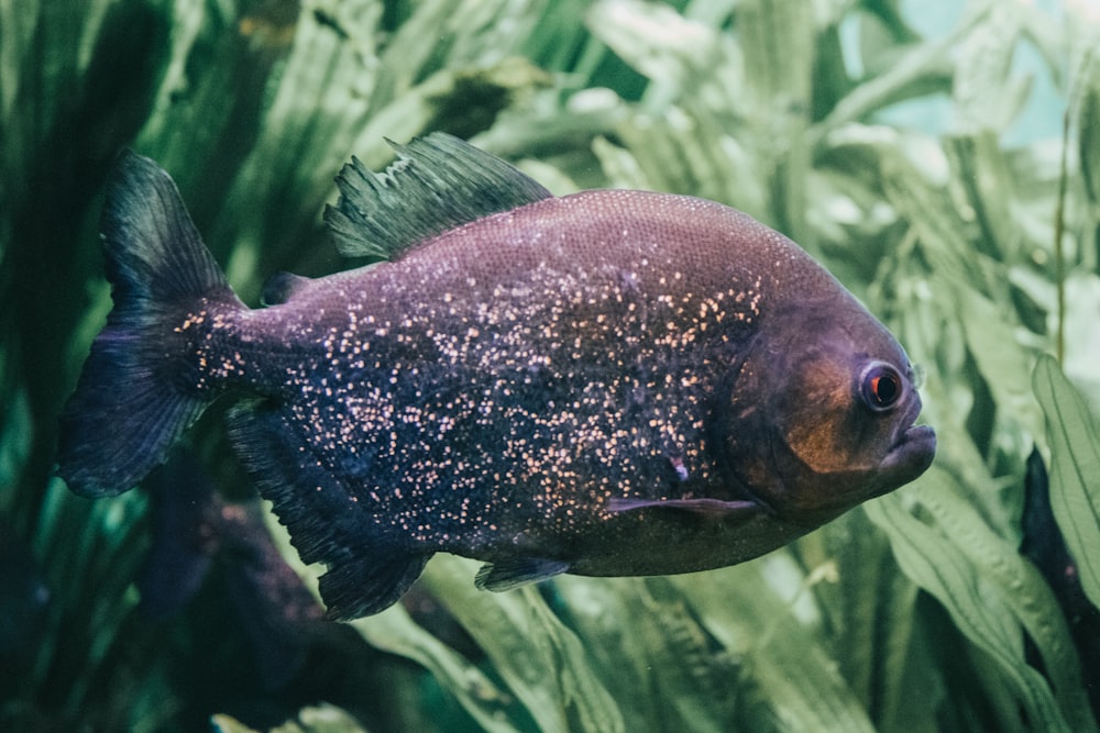 black Oscar fish near leaves