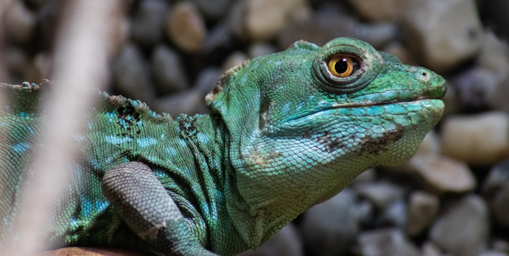 green iguana