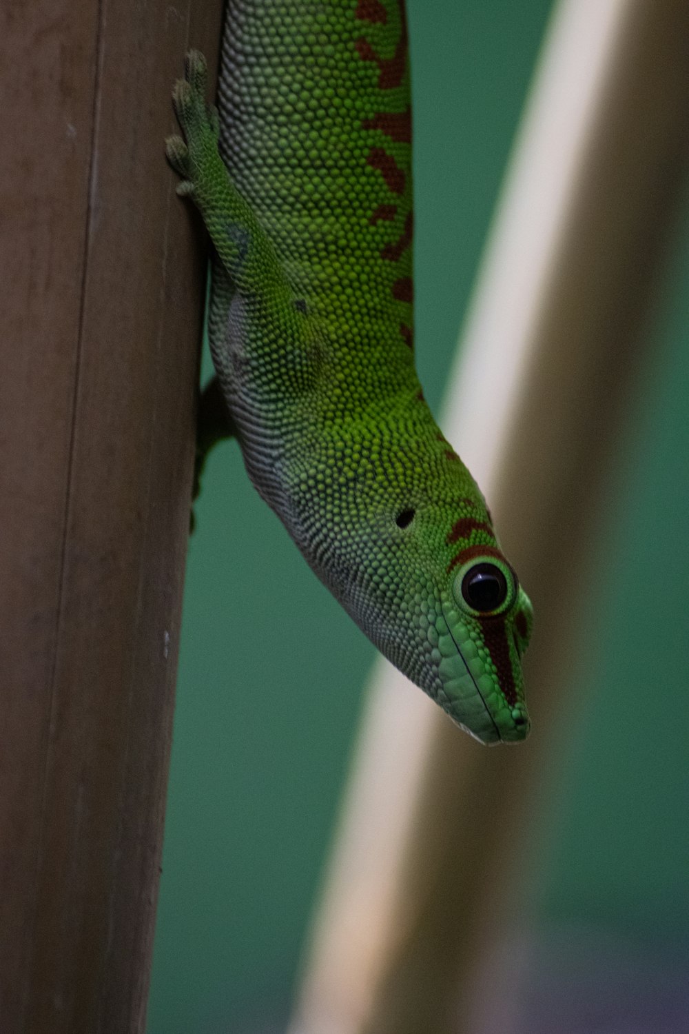 green and brown lizard on brown bamboo stick
