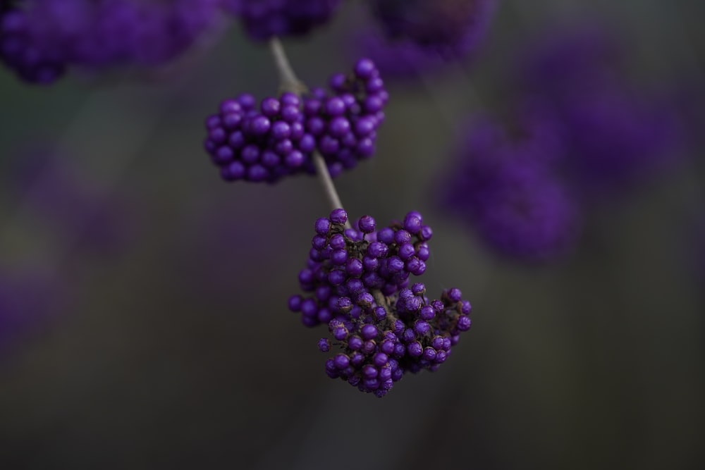 round purple berry fruits