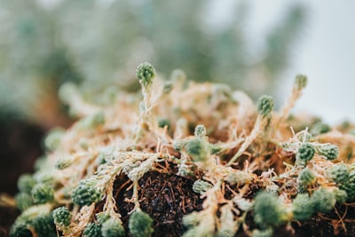 macro photography of green plant blurred teams background