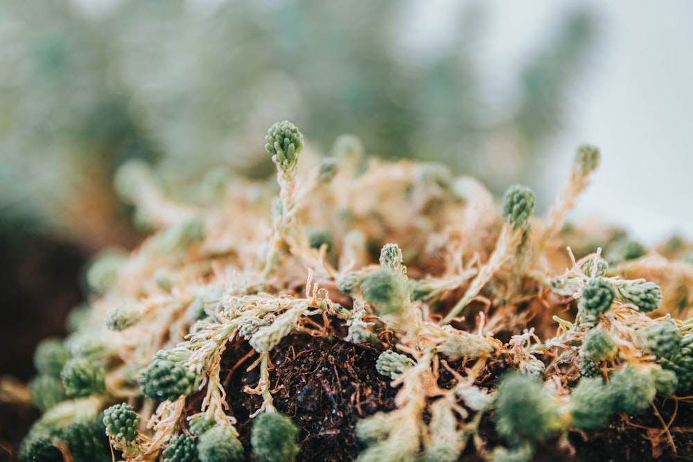 macro photography of green plant