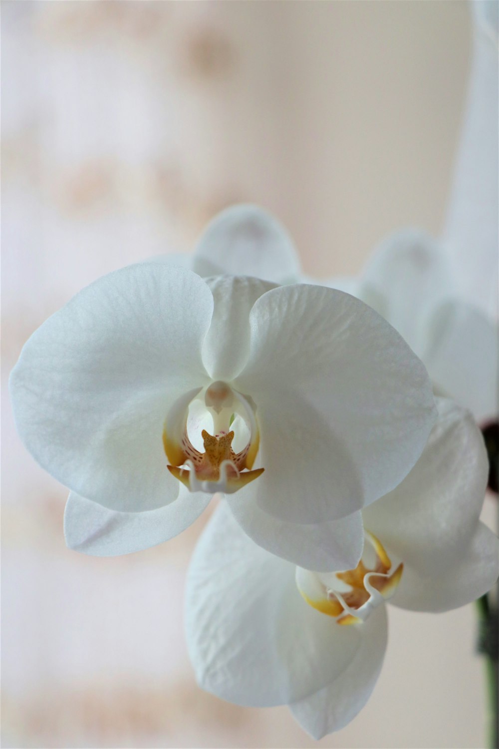 Fotografia di messa a fuoco del fiore bianco dell'orchidea della falena