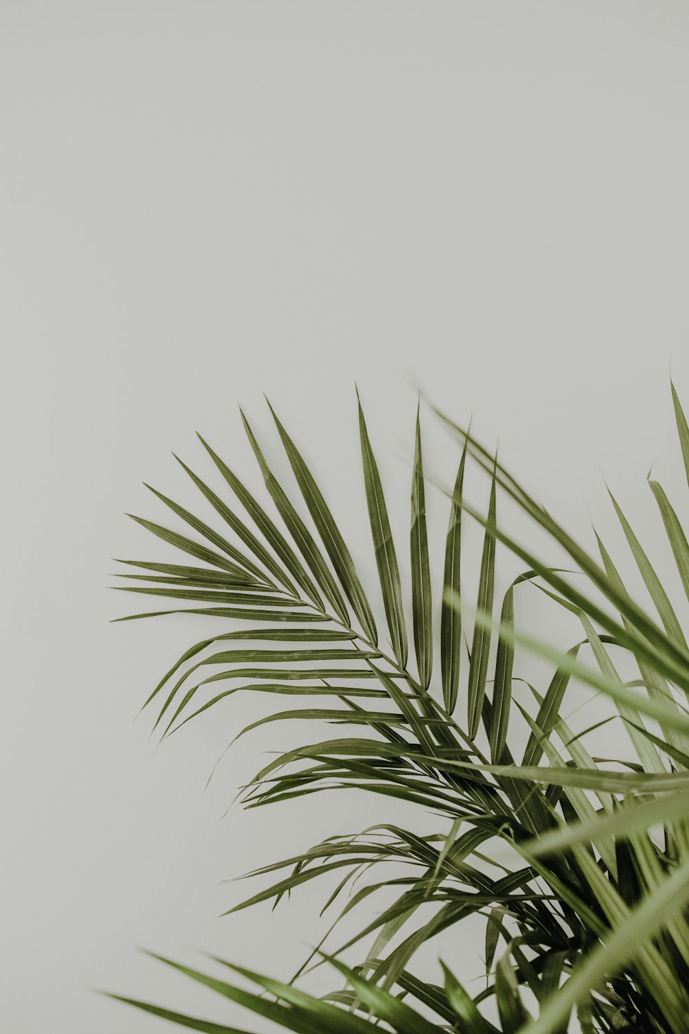 minimalist photography of green-leafed leaves in white background