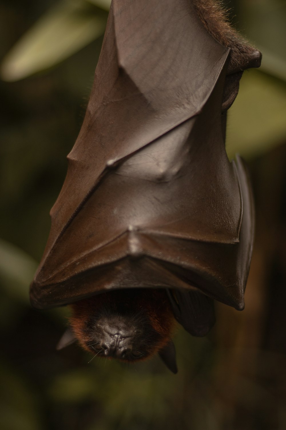 bat photograph