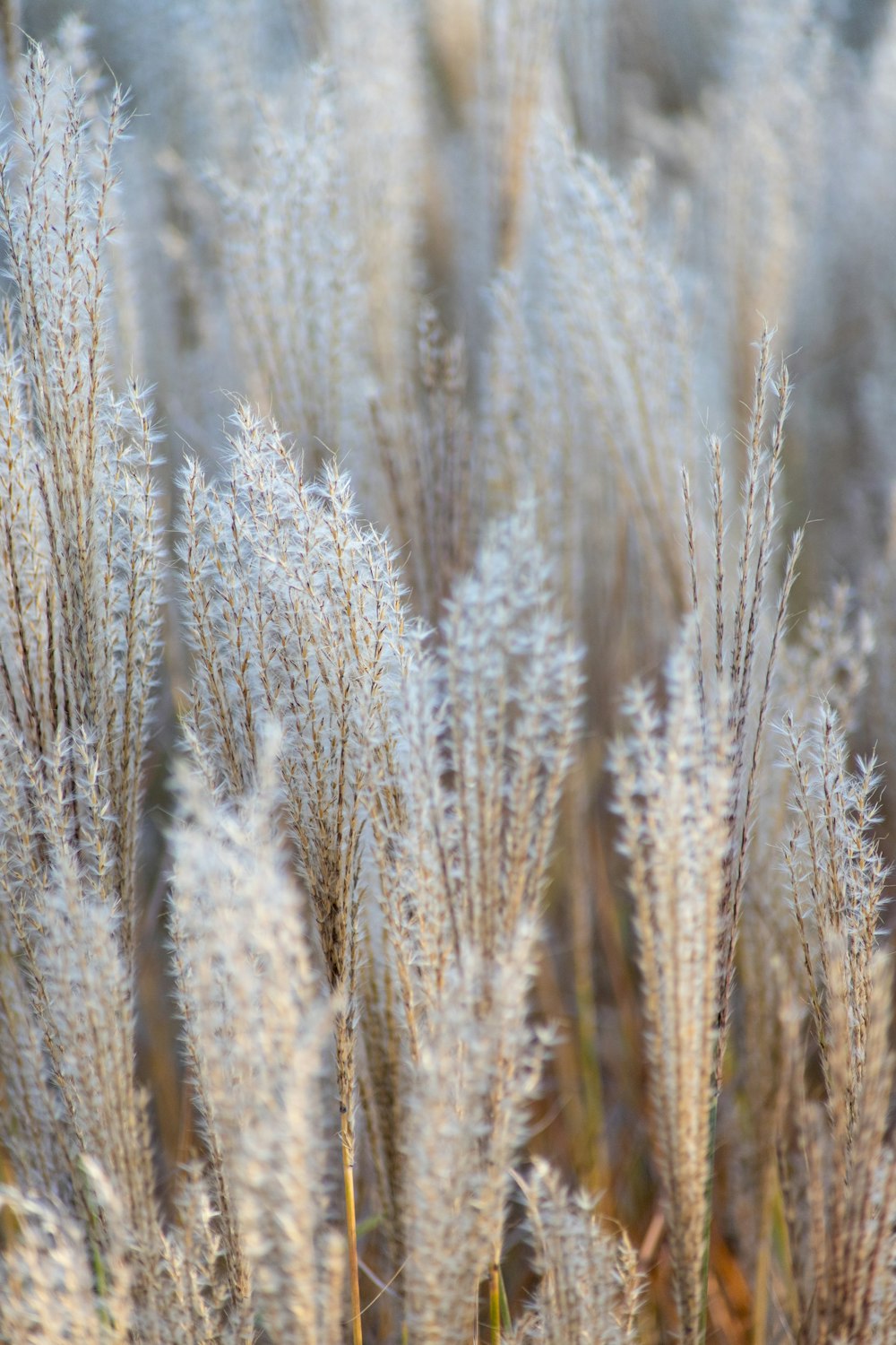 grass field at daytime