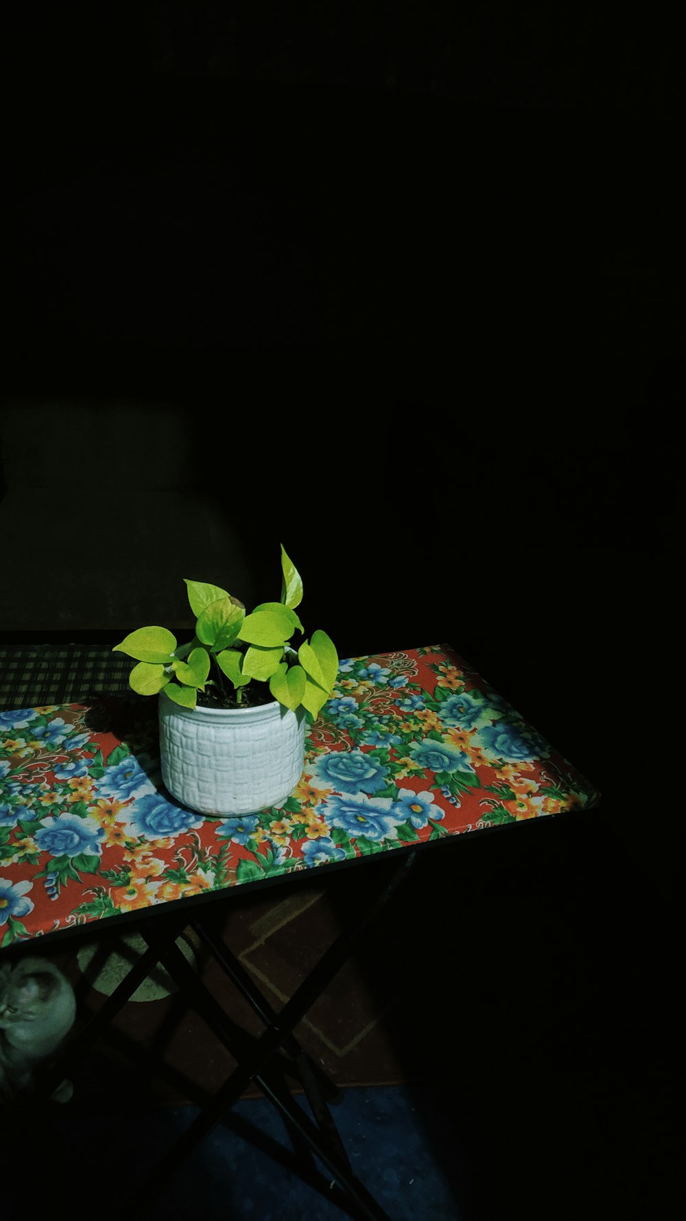 green leaf plant in pot