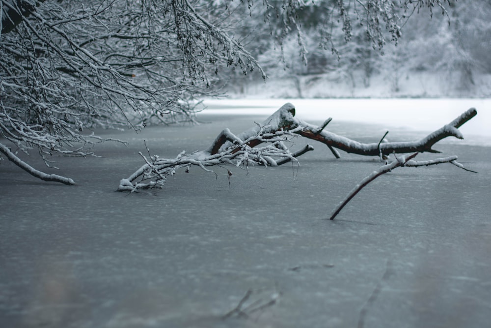 fallen tree branch during daytime