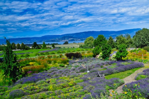 A serene landscape showcasing lush herbal gardens.