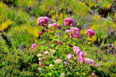 A vibrant field of hydrangeas in full bloom at Green Hill Gowers.