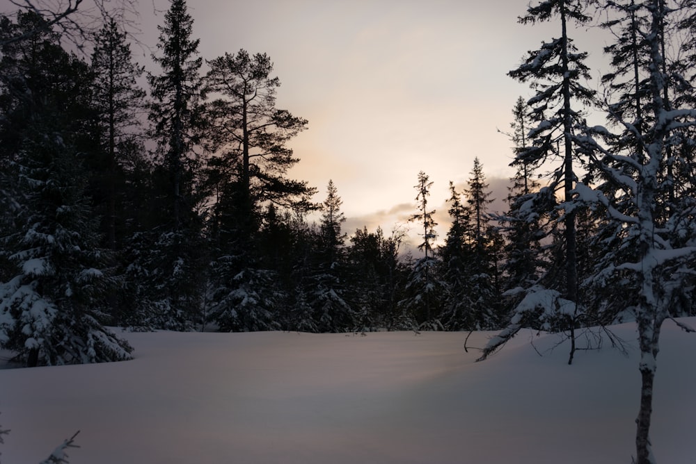 field and trees covered with snow