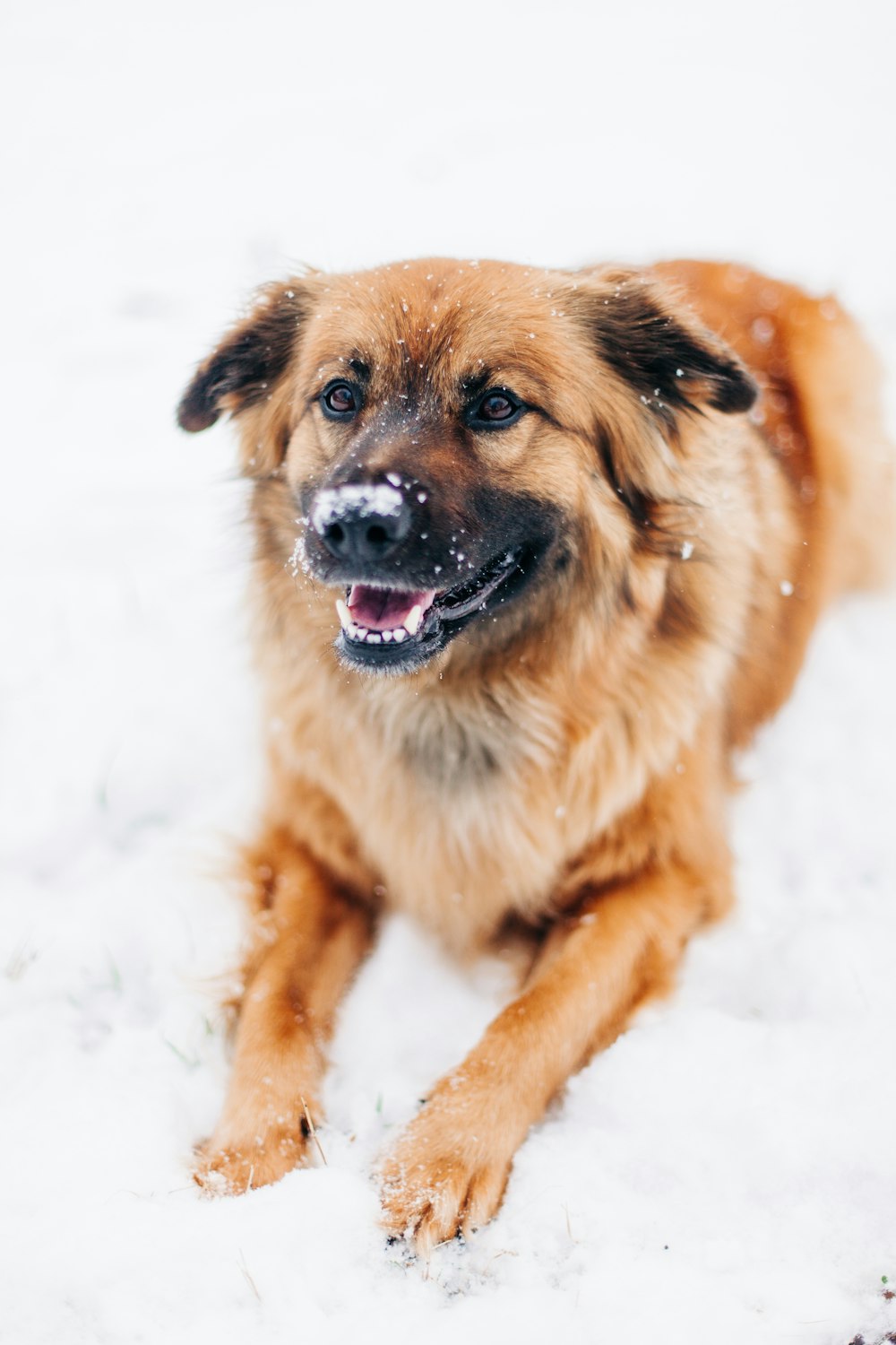 long-coated tan dog on snow field