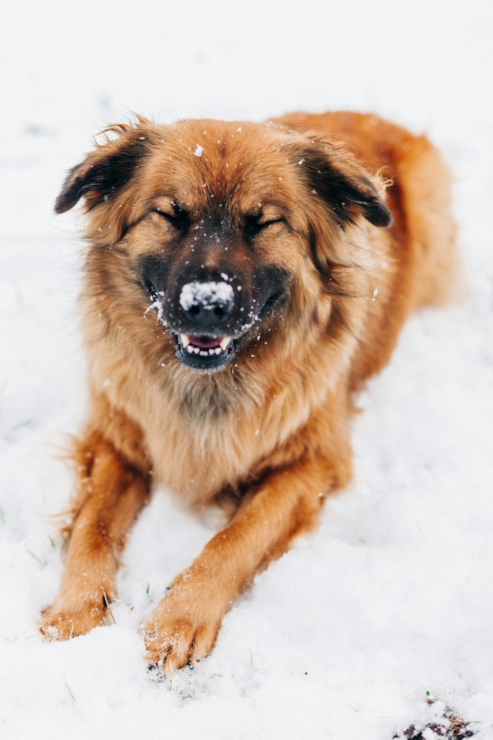 dog lying on snow