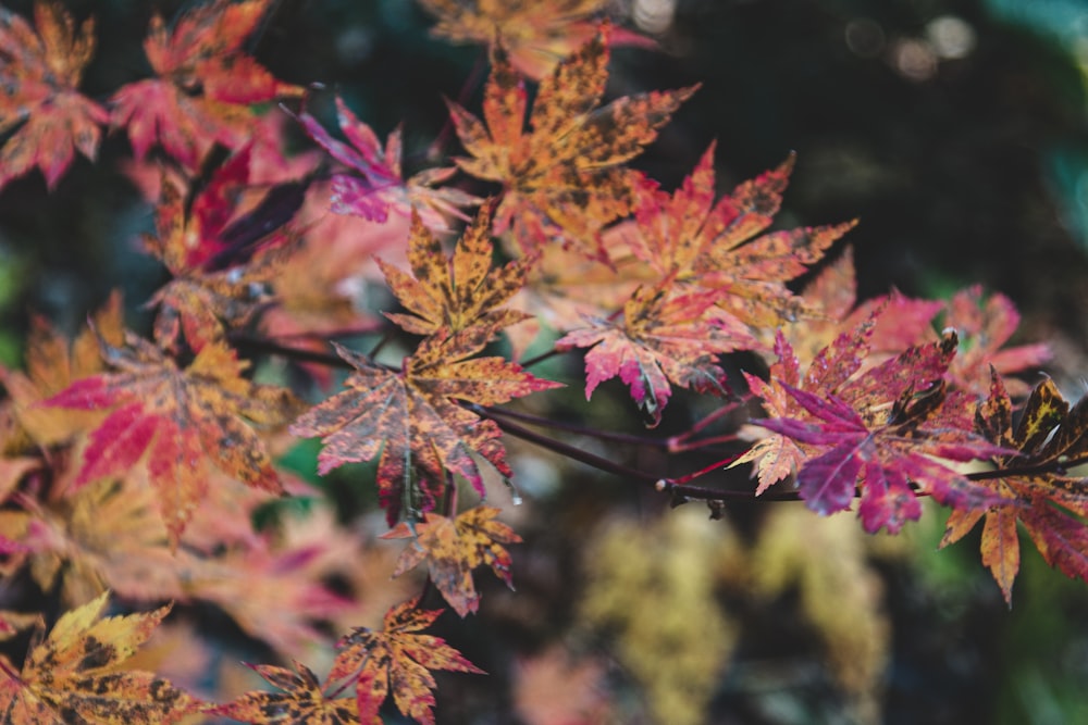 a close up of a tree with red and yellow leaves