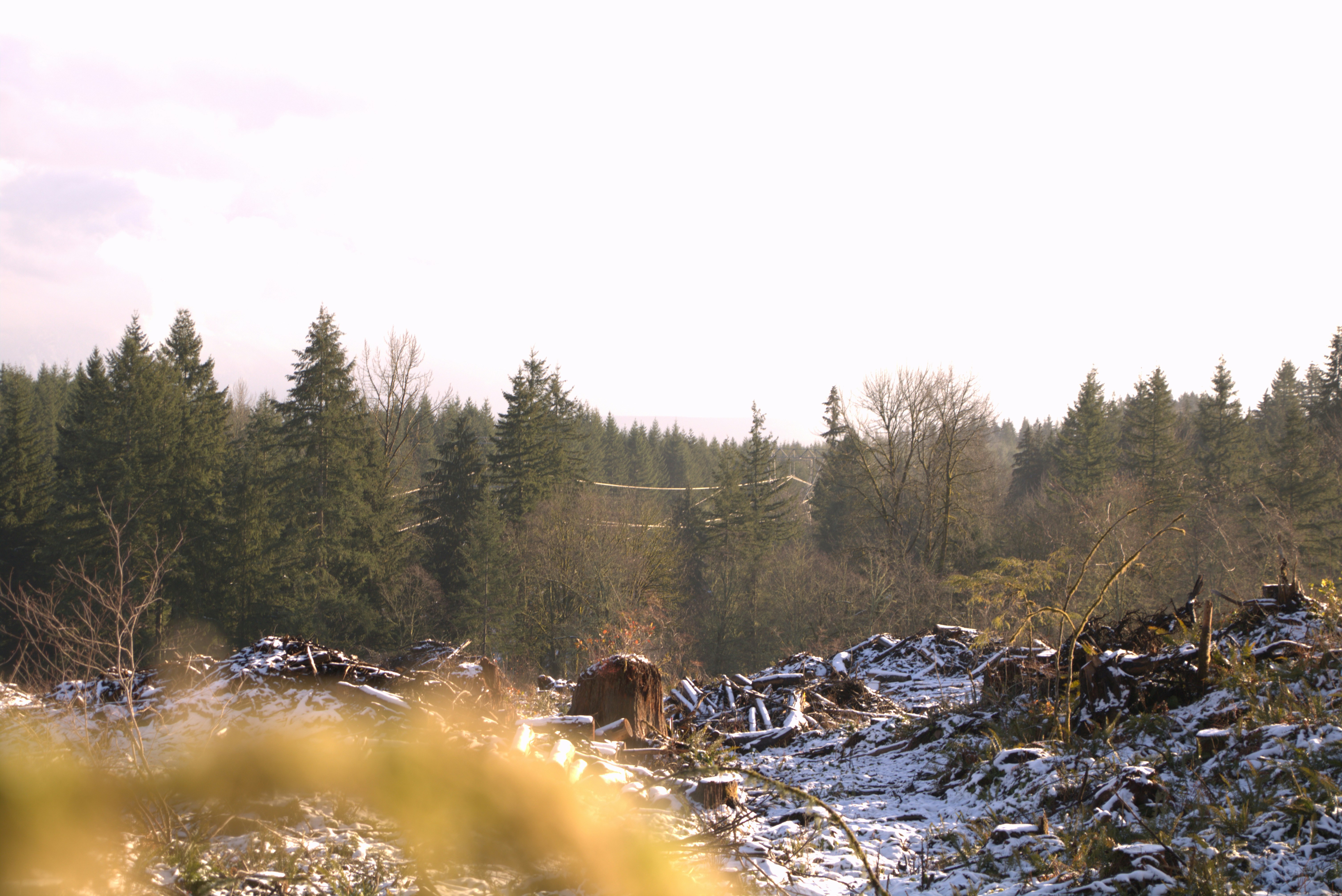 green trees during daytime