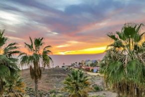 aerial photography of coconut trees during golden hour
