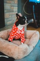 A small black and white dog sits in a plush, light brown pet bed. The dog is wearing a red designer hoodie with white patterns and logos. The background includes a brick wall and a part of a room, possibly a living area with a television.