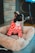 A small black and white dog sits in a plush, light brown pet bed. The dog is wearing a red designer hoodie with white patterns and logos. The background includes a brick wall and a part of a room, possibly a living area with a television.