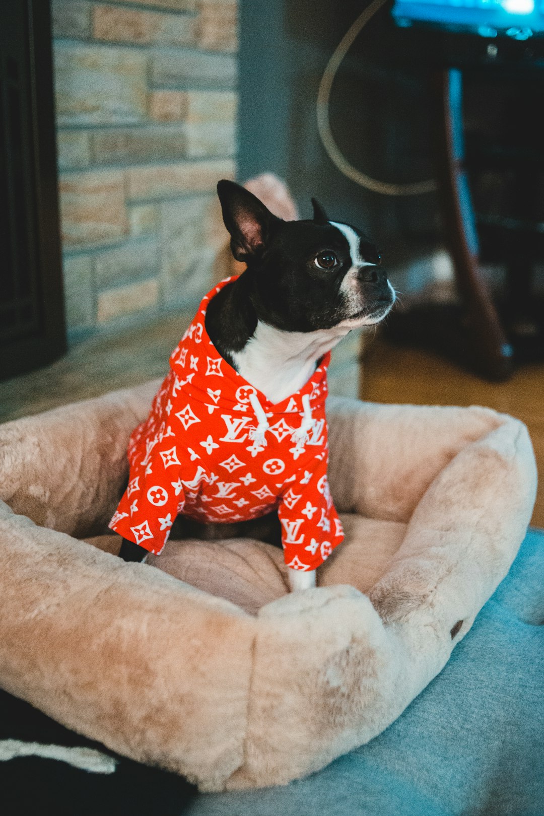 adult black and white Boston terrier on the dog bed