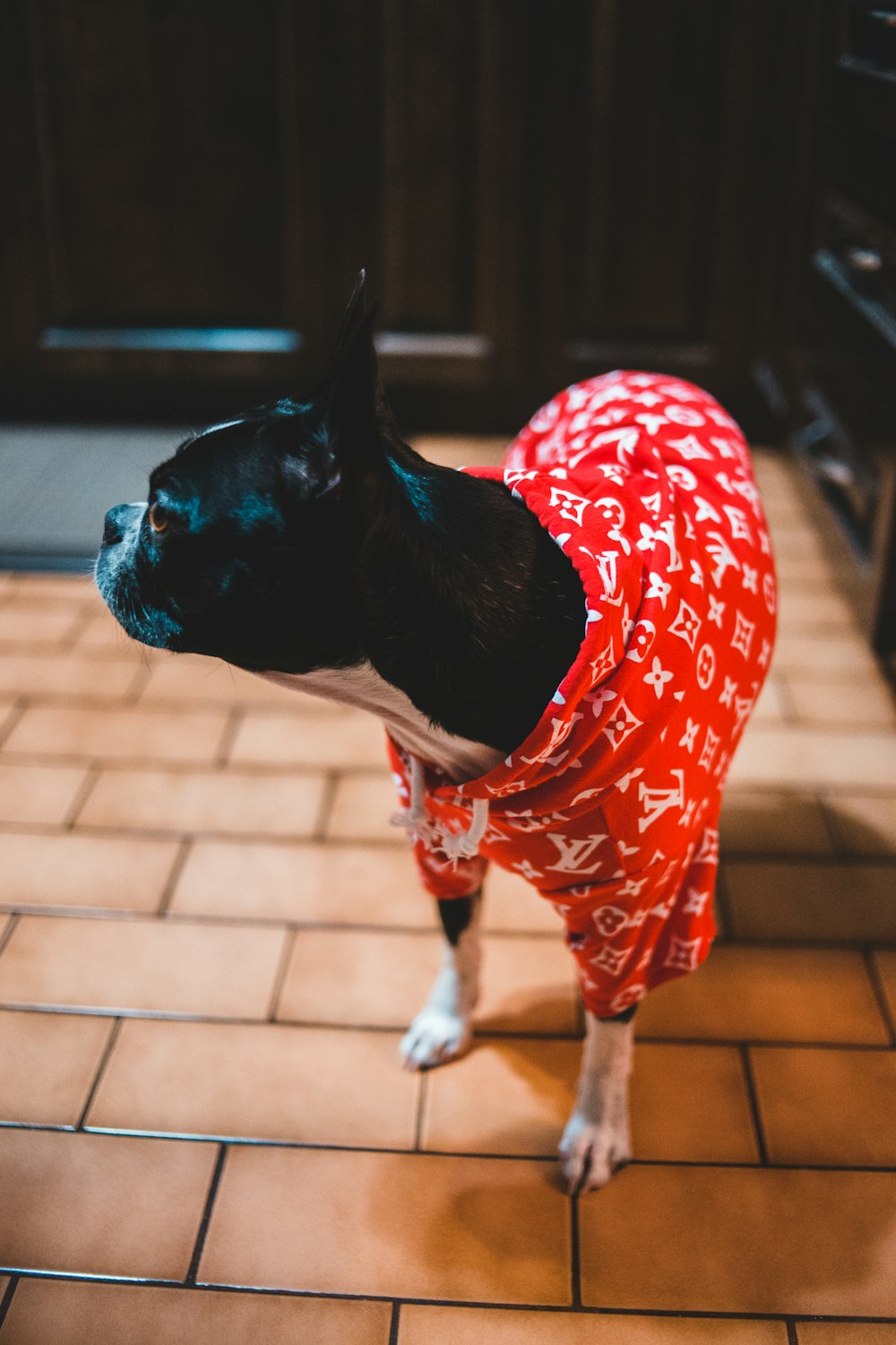 Black and white French bulldog with red and white Louis Vuitton