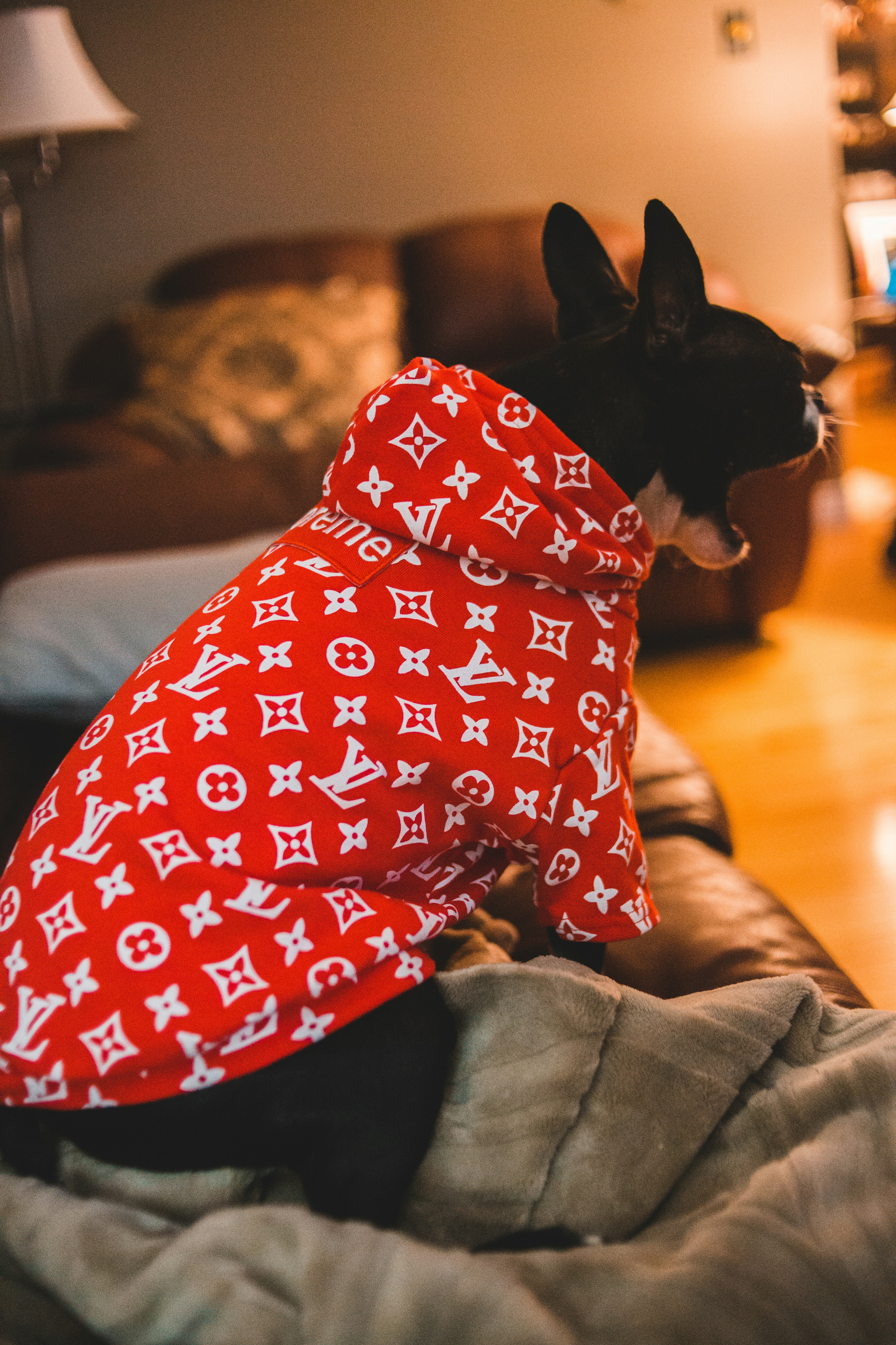 ソファに横向きに座る犬の写真 Unsplashで見つける家具の無料写真