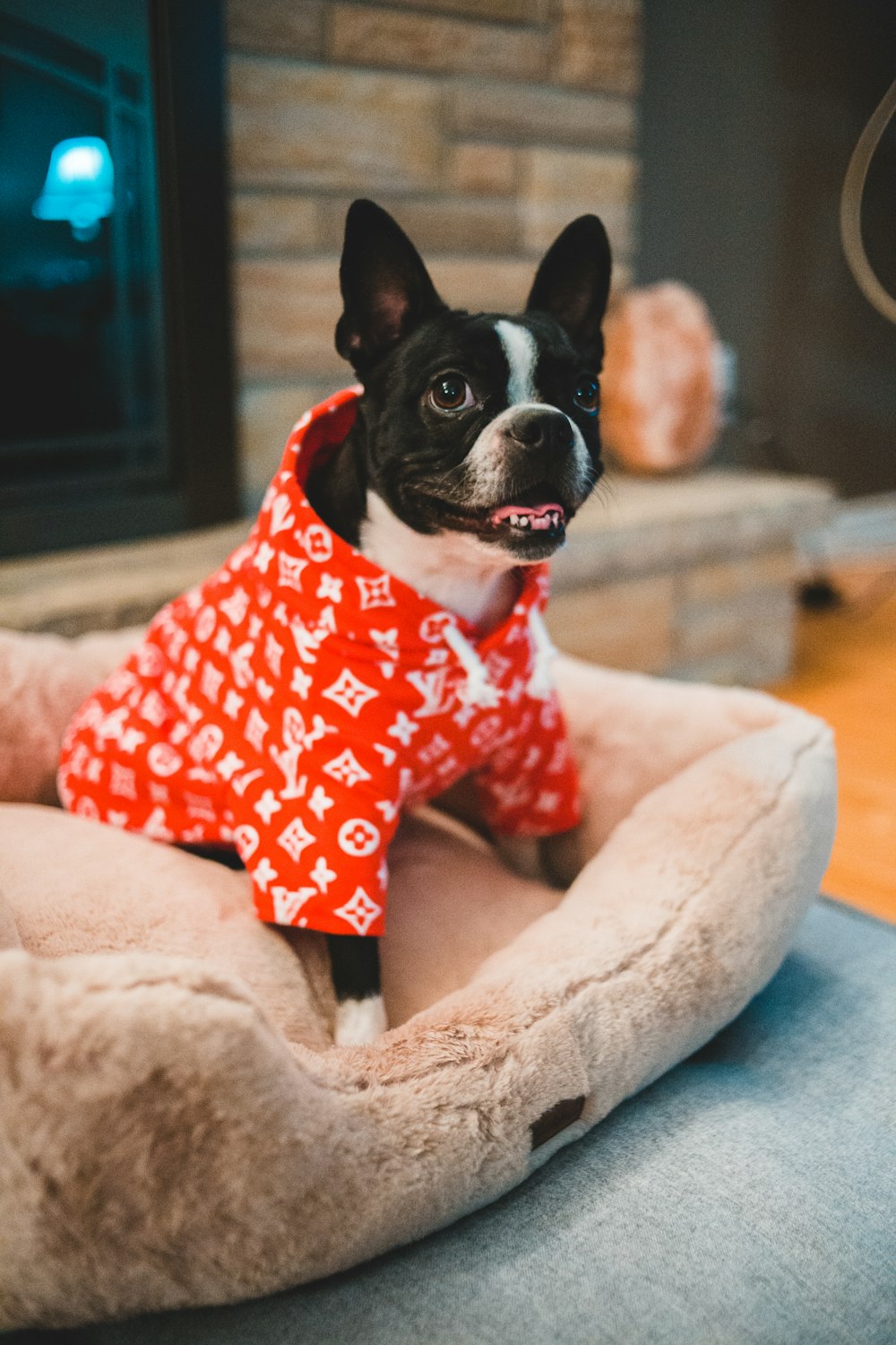 adult black and white French bulldog wearing red apparel sitting on dog bed
