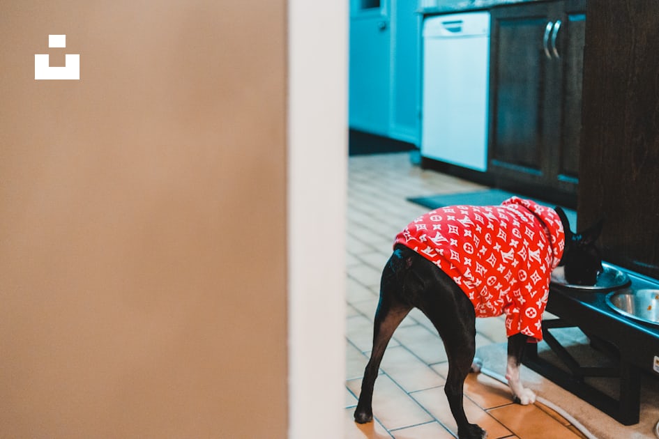 Foto zum Thema Weißer und schwarzer Hund, der rotes Hemd von Louis Vuitton  trägt – Kostenloses Bild zu Boden auf Unsplash