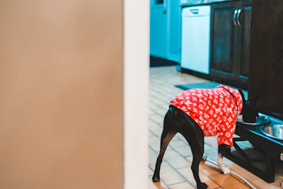 short-coated black dog wearing red and white Louis Vuitton Monogram shirt eating food