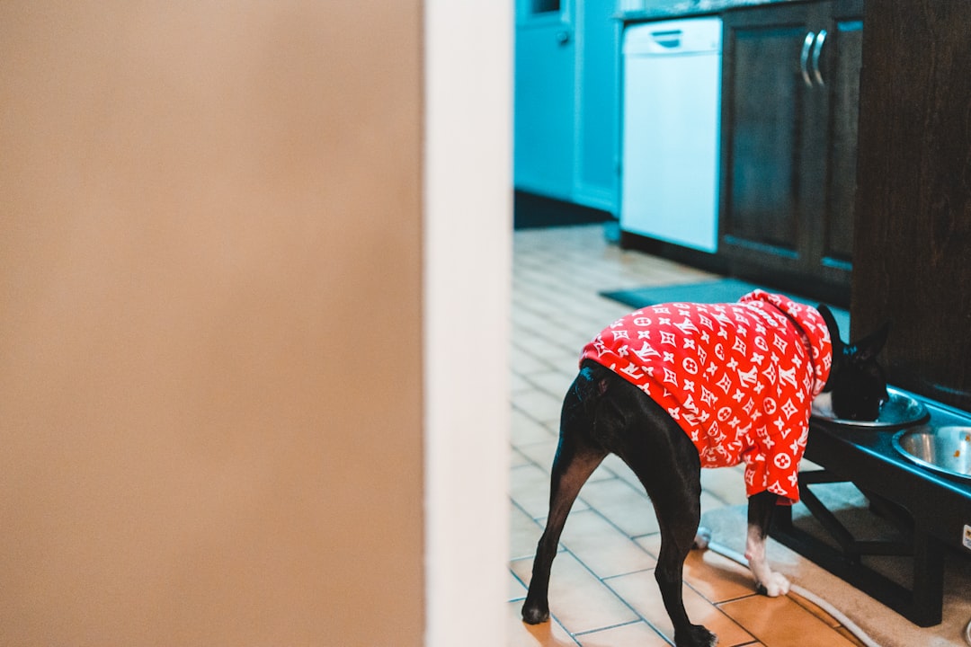 short-coated black dog wearing red and white Louis Vuitton Monogram shirt eating food