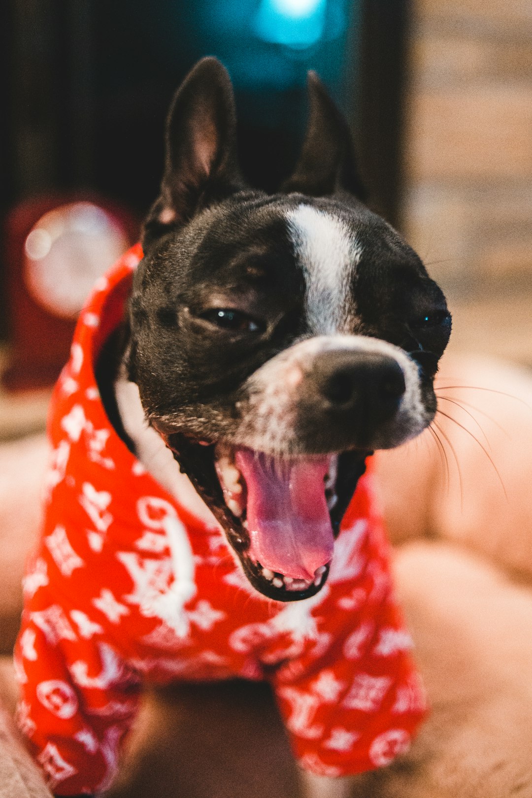 time-lapse photography of a yawning dog