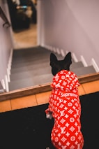 A dog is wearing a bright red designer outfit featuring a pattern of white logos, sitting at the top of a staircase, possibly looking downwards.
