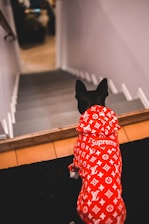 A dog is wearing a bright red designer outfit featuring a pattern of white logos, sitting at the top of a staircase, possibly looking downwards.