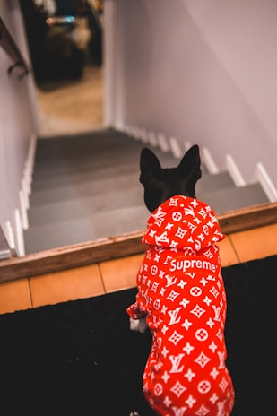 A dog is wearing a bright red designer outfit featuring a pattern of white logos, sitting at the top of a staircase, possibly looking downwards.