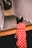 A dog is wearing a bright red designer outfit featuring a pattern of white logos, sitting at the top of a staircase, possibly looking downwards.