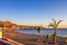 landscape photography of coconut trees by the seashore during daytime