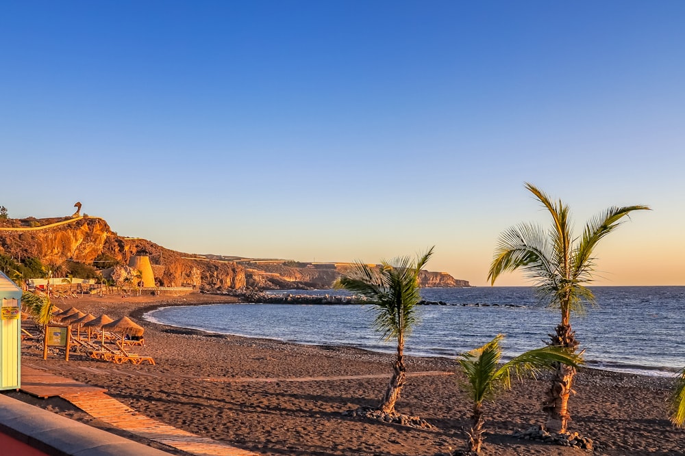 Fotografía de paisajes de cocoteros a la orilla del mar durante el día