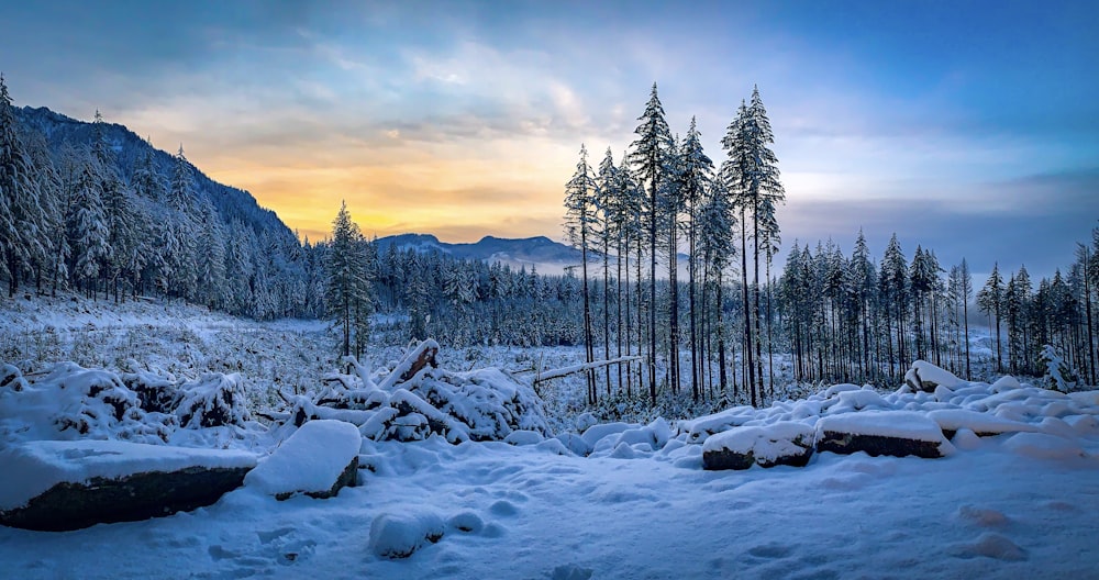 Fotografía de paisaje de árboles en un campo de nieve