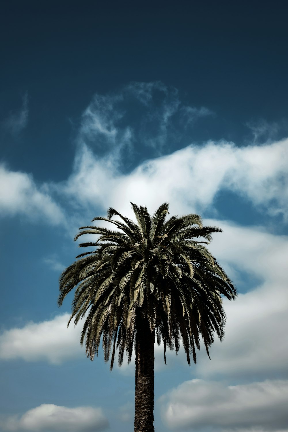 low-angle photography of a green palm tree under a blue sky