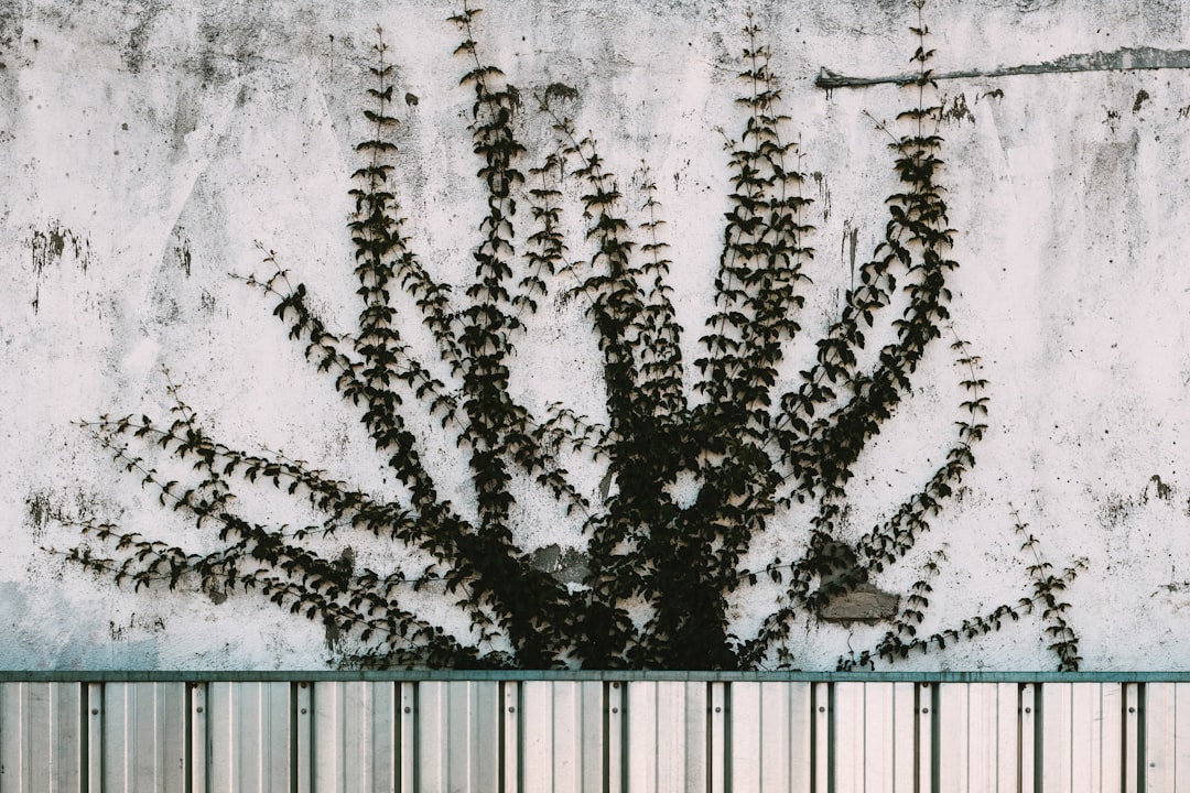 green-leaved vine creeping into a gray concrete wall