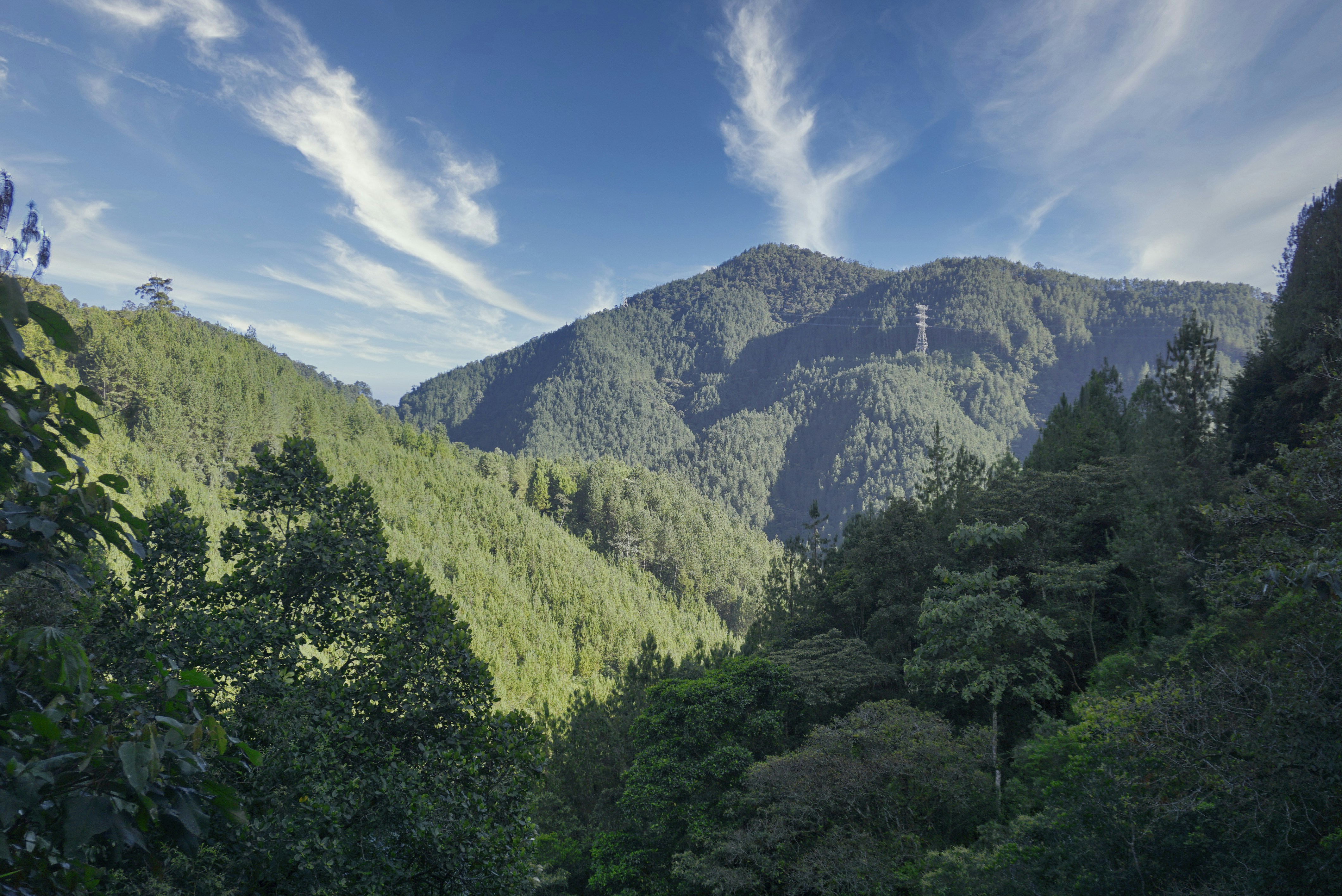 trees and mountains under blue sky, 