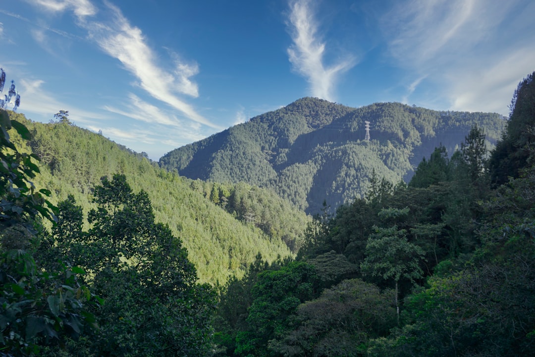 trees and mountains under blue sky