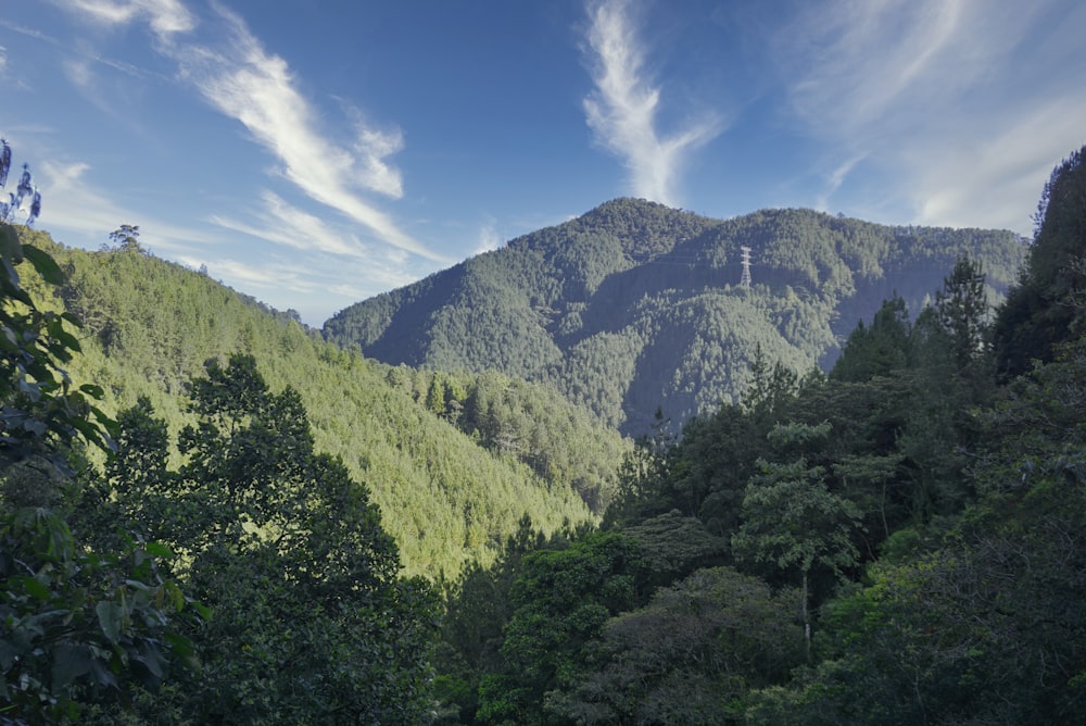 trees and mountains under blue sky