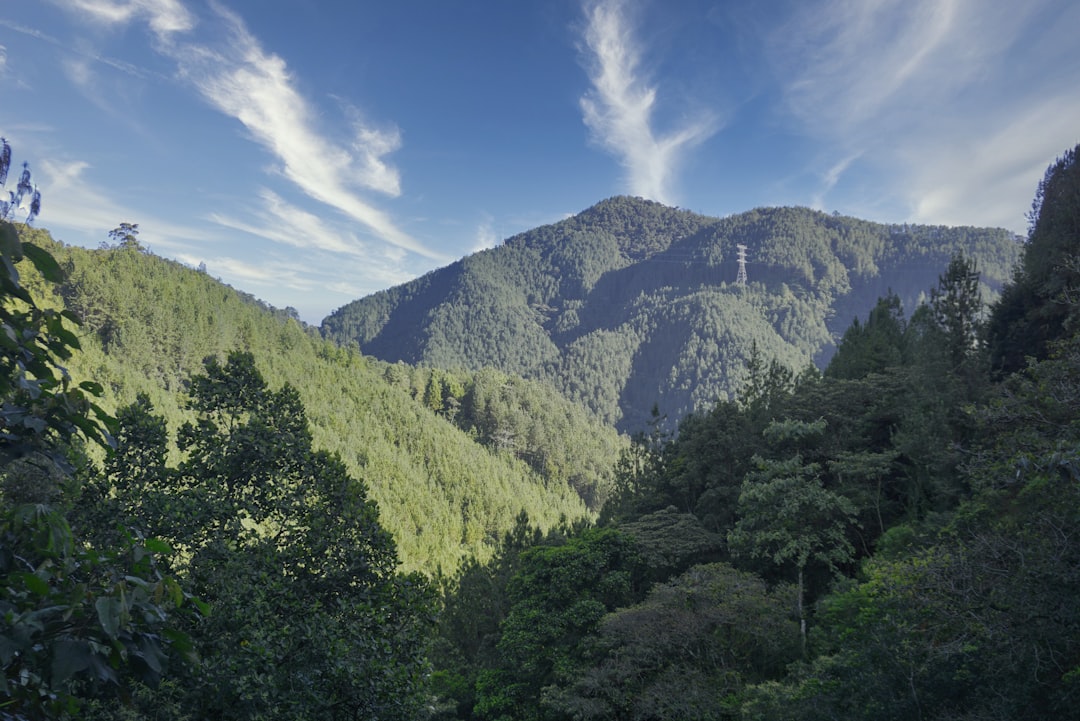 trees and mountains under blue sky,