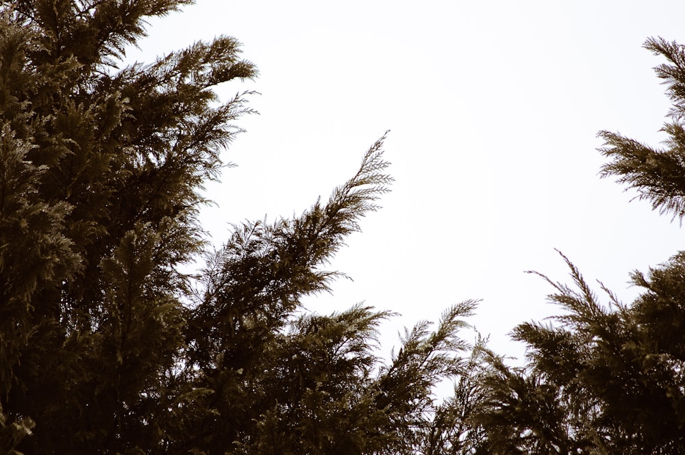 fotografia dal basso di alberi verdi sotto un cielo sereno durante il giorno