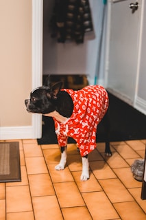 A small Boston Terrier stands on a tiled floor wearing a bright red hooded outfit with a white designer pattern. The setting appears to be indoors, featuring a beige wall, a white door, and a coat rack in the background.