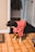 A small Boston Terrier stands on a tiled floor wearing a bright red hooded outfit with a white designer pattern. The setting appears to be indoors, featuring a beige wall, a white door, and a coat rack in the background.
