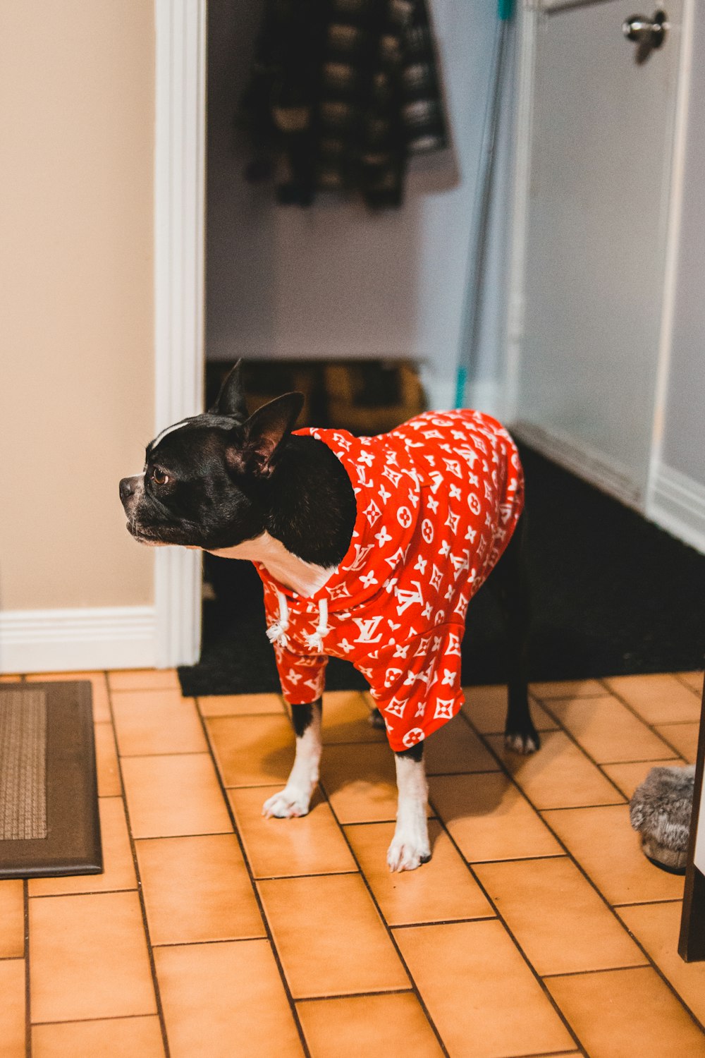 White and black dog wearing red Louis Vuitton shirt photo – Free