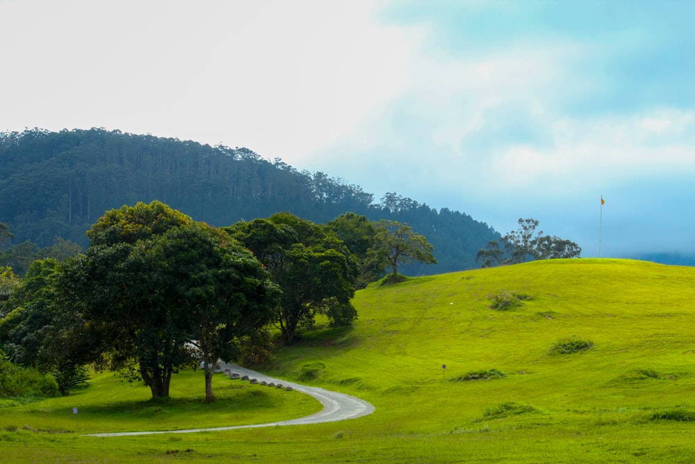 green trees on the forest photograph