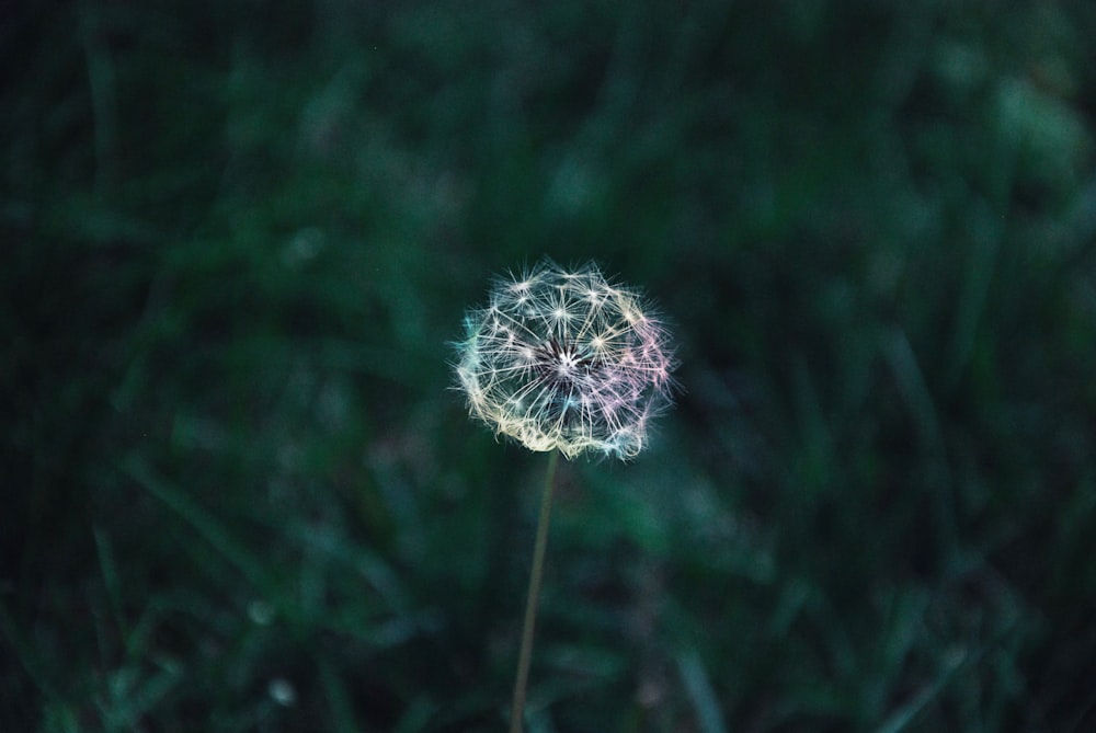 dandelion flower photograph