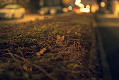 A close-up view of a hedge with sparse green leaves and twigs, set against a blurred background of a city street with cars and bokeh lights.